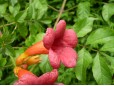 Campsis radicans (Trâmbiţă)